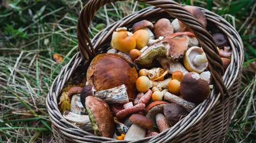 Corso formativo vendita per funghi epigei